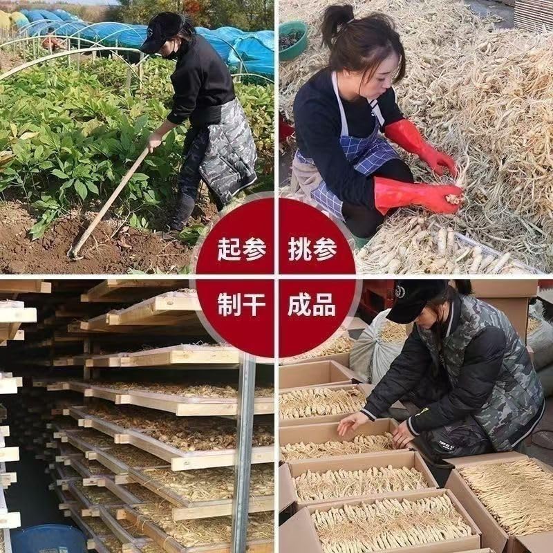 Amazon.co.jp: JINQI 長白山産 高麗人参 朝鮮人参 オタネニンジン 100g