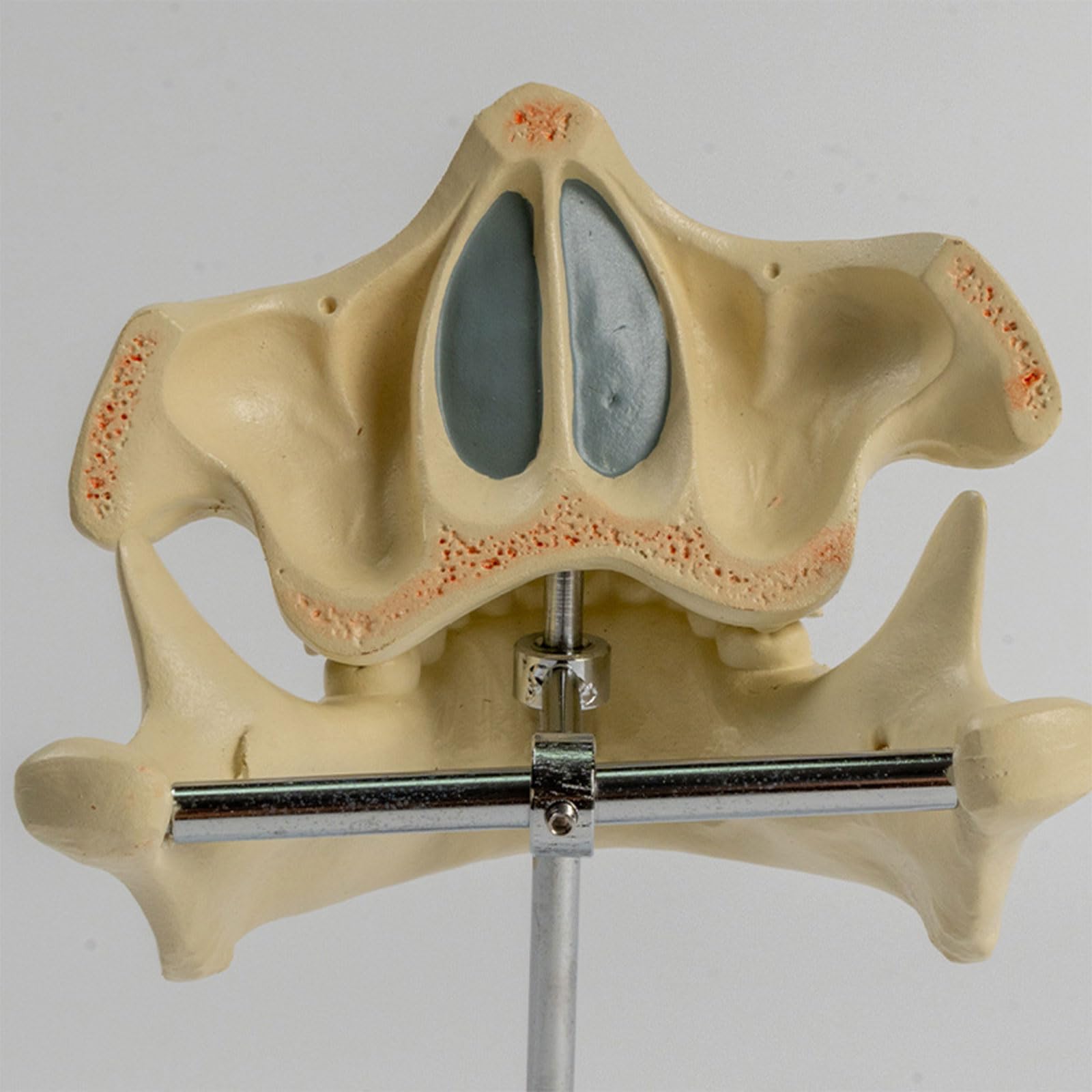 Anatomia permanente umana del dente del modello dei denti per la scienza medica Dentista Odontoiatria Igiene Istruzione