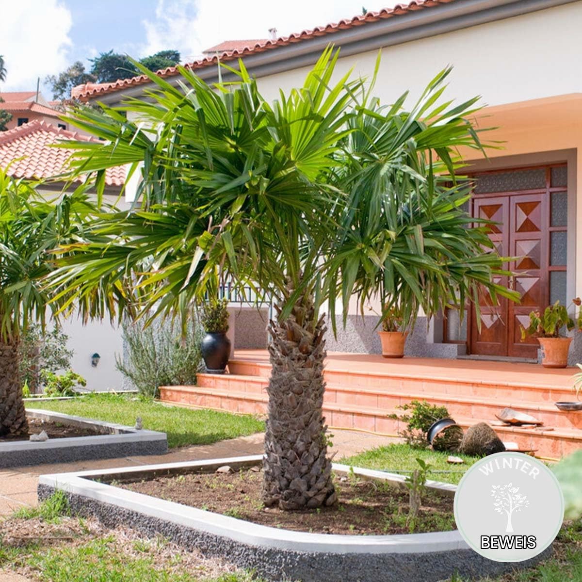 Bloomique - Trachycarpus Wagnerianus - Hanfpalme - Winterharte Palme - Gartenpflanzen - Höhe 60-80 cm - Topf 21 cm