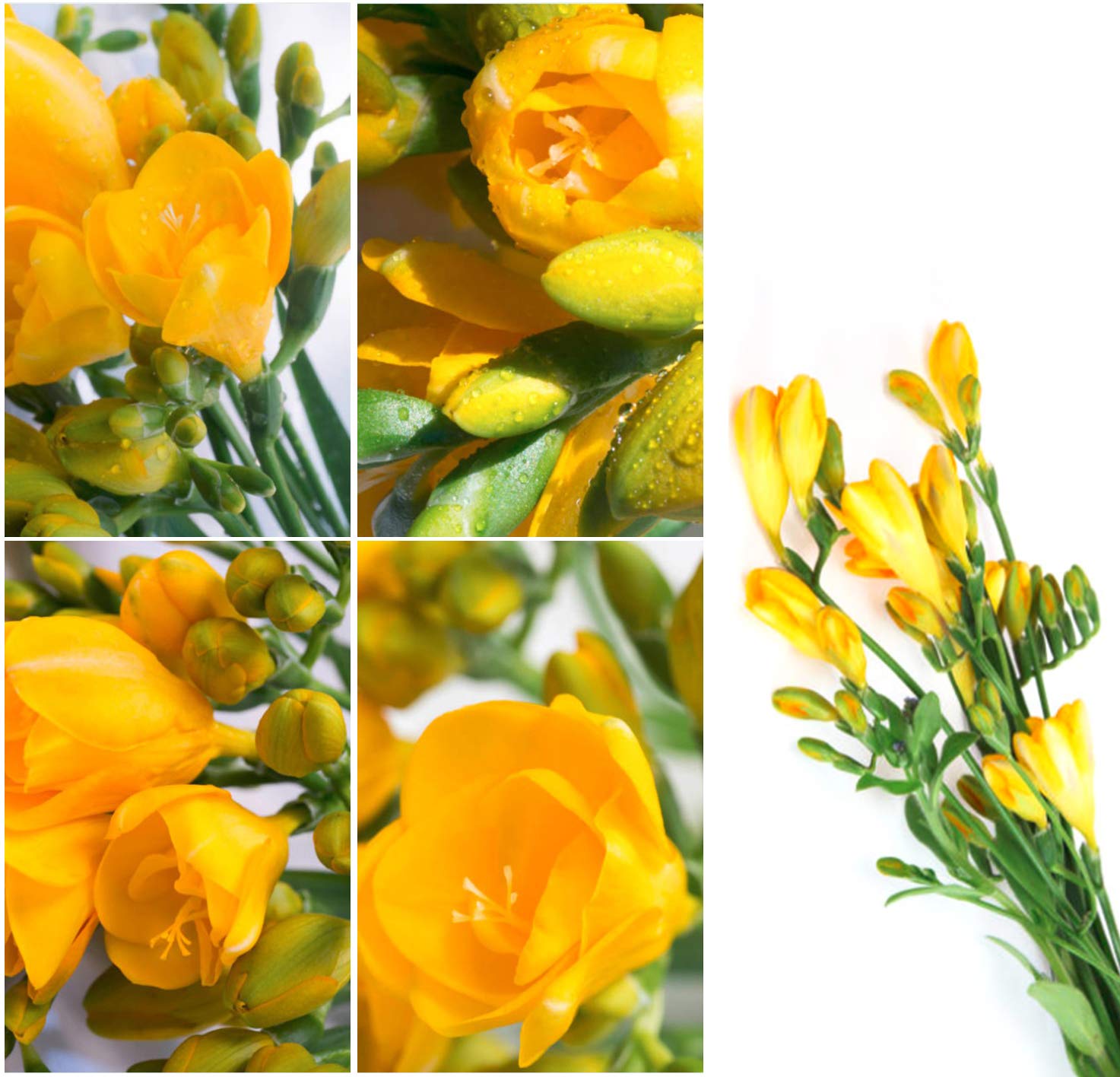 See full amazon price history chart for Meadows freesia yellow flower bulbs (Yellow Packs of 05) : Gardening flower bulbs For home garden, balcony garden, window garden, office plants, outdoor plants Meadows freesia yellow flower bulbs (Yellow Packs of 05) : Gardening flower bulbs For home garden, balcony garden, window garden, office plants, outdoor plants (B07H1JSXT6) Amazon Price History, Amazon Price Tracker