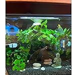 Review Image by Teresa Stubbs Teresa Stubbs