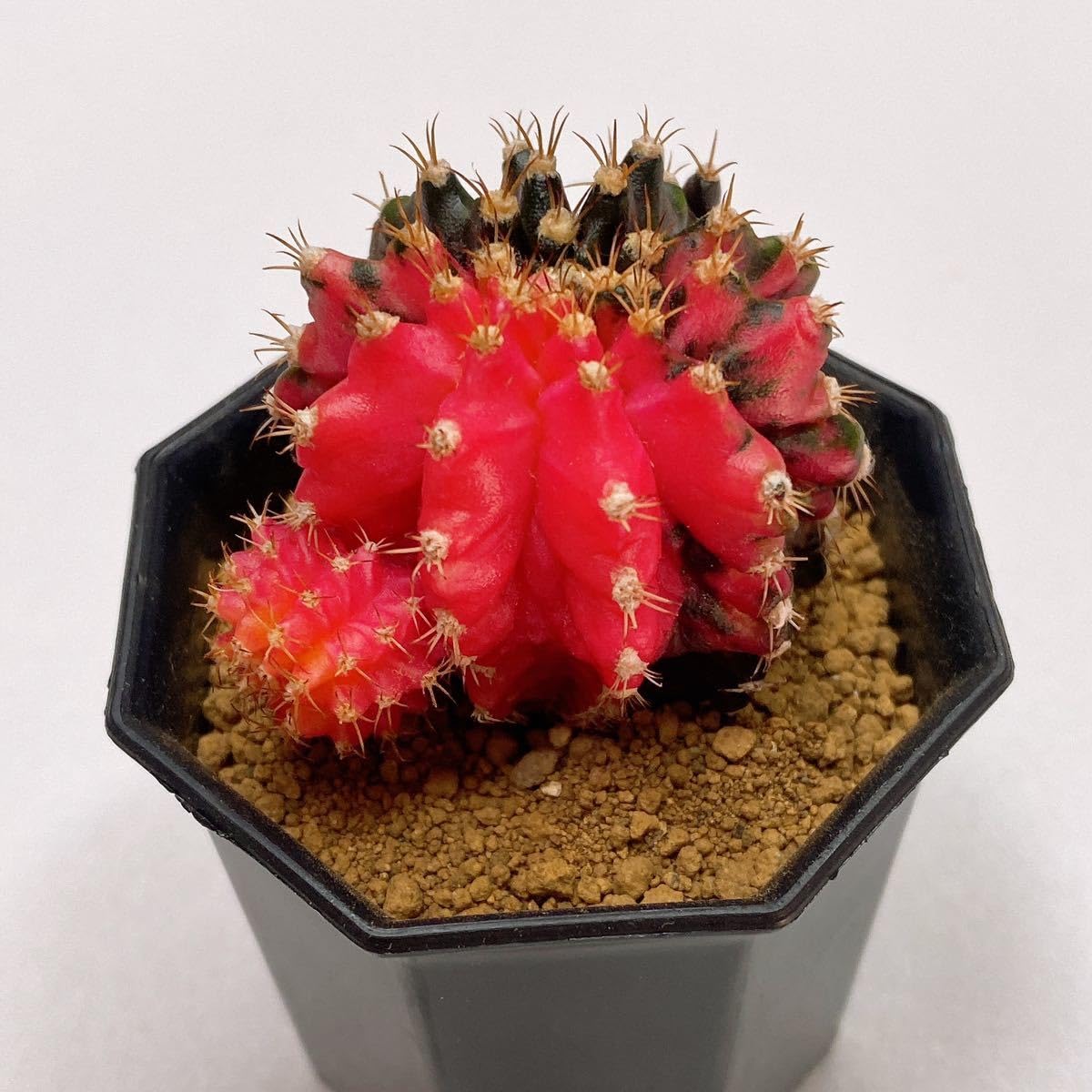 Amazon.co.jp: T-REX錦！多肉植物 恐竜サボテン ギムノカリキウムミハ