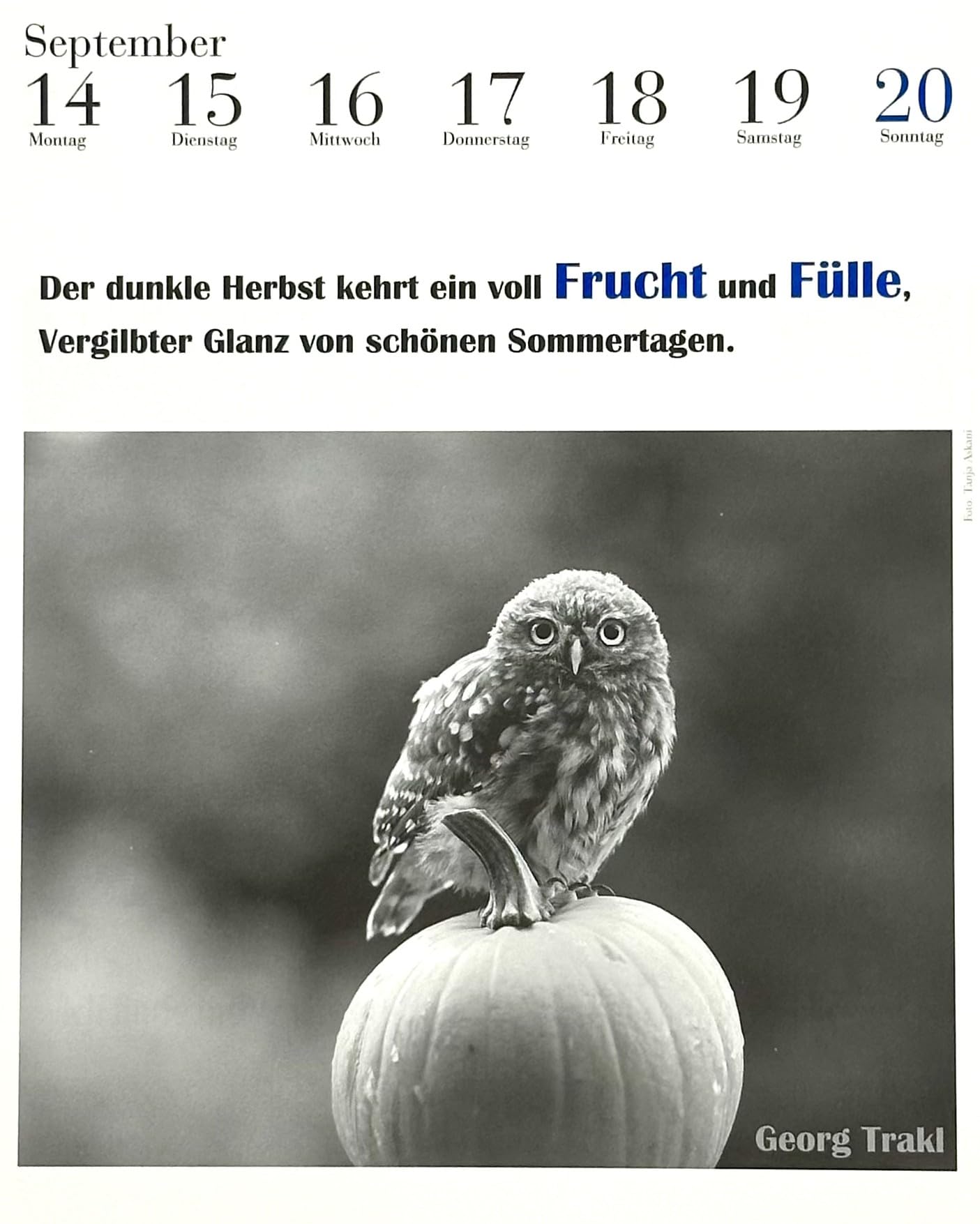 Der literarische Eulenkalender 2026: Zweifarbiger Wochenkalender