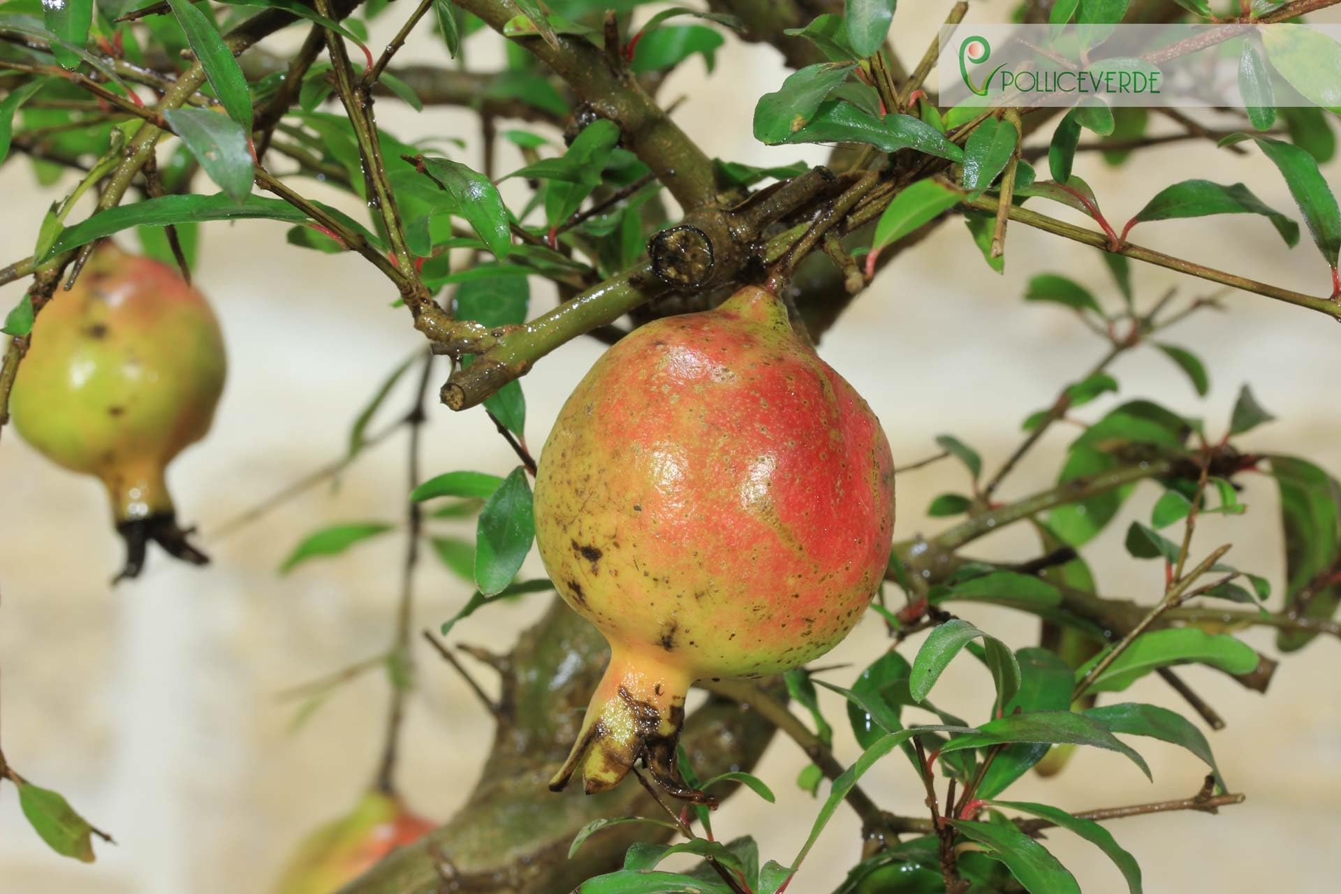 Pollice Verde - Bonsai Melograno Nano (Punica Granatum) 9 Anni – Pianta Vera da Esterno con Fiori Vivaci e Frutti – Vaso in Ceramica Smaltata – Idea Regalo per Giardino