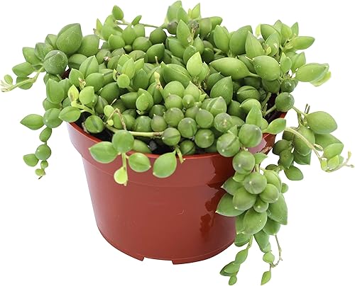 Miniatura 17 de Suculenta Viva de 4" Sedum Coppertone Naranja Sangre, Plantas Suculentas Vivas Completamente Enraizadas Planta de Interior para Decoración del Hogar