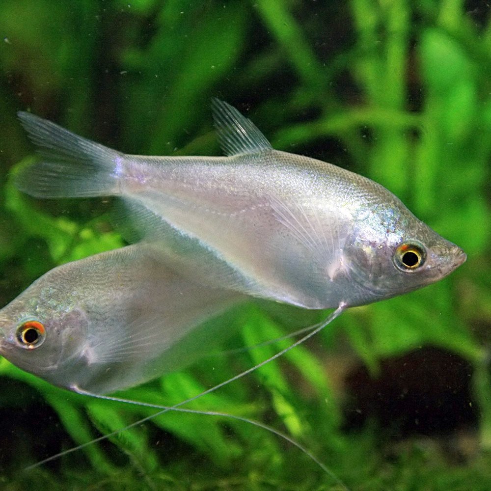 Amazon | (熱帯魚)シルバーグラミー （約4cm）＜3匹＞[生体] | 観賞魚 