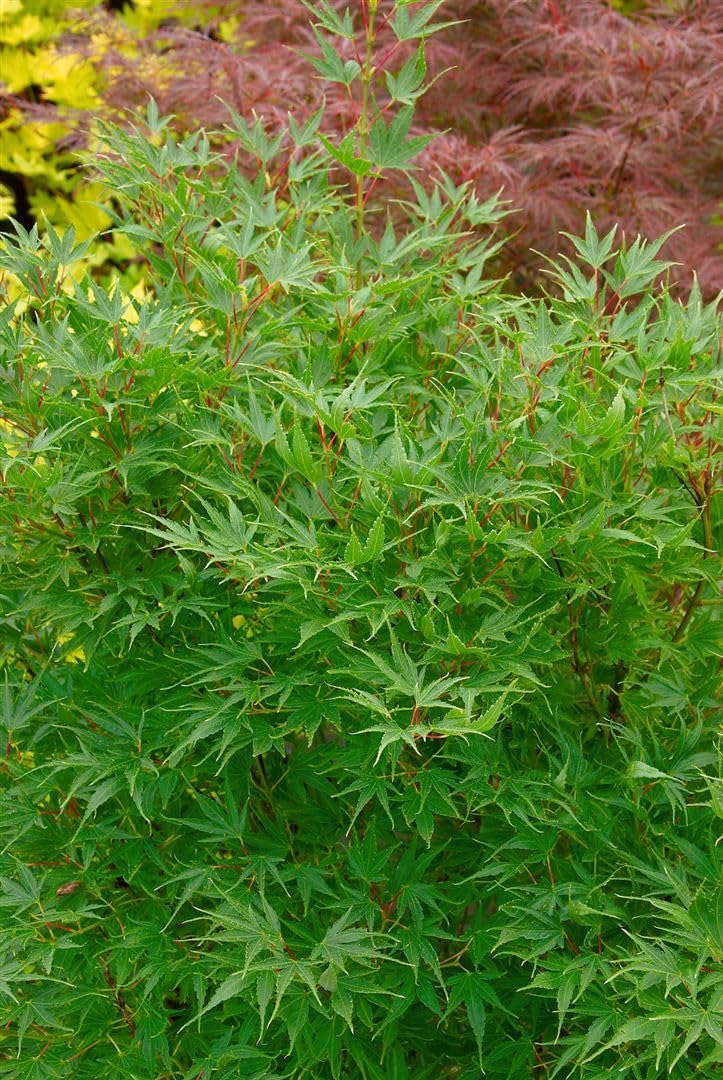 Japanischer Ahorn Acer palmatum Crippsii 125-150 cm winterhart