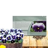 Outsidepride Purple & White Bicolor Beaconsfield Viola Pansy Seeds for Planting - 1,000 Pcs. Cold-Hardy & Pollinator Friendly Flowers with Fragrant Blooms for Garden Beds, Borders & Container Displays