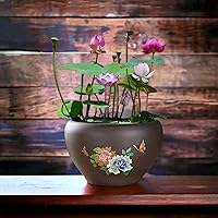 ZEshops 10pcs Mixed Pink Red Green Lotus Seeds - Easy Bonsai Water Lily for Ponds, Gardens & Indoor Aquatic Plants