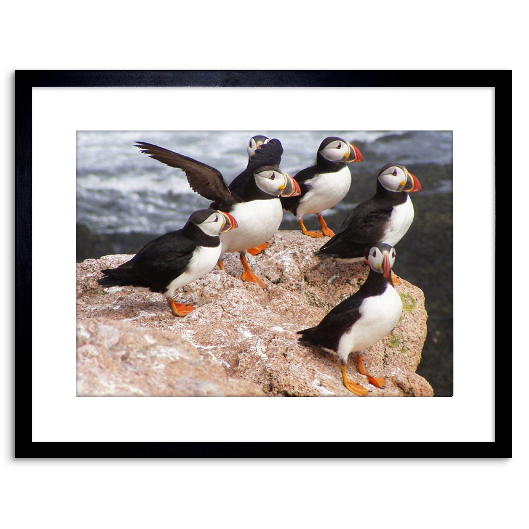 Wee Blue Coo ANIMAL PHOTO NORTH ATLANTIC PUFFINS 9x7 FRAMED ART PRINT F97X12508