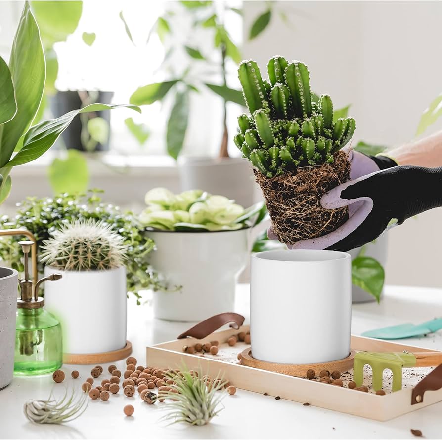 Amazon.com: Cindeer 12 Pack Small Succulent Plants Pots 3 Inch