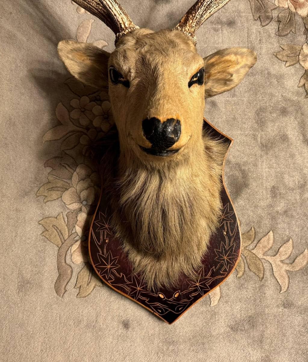 珍品　角　鹿　剥製　犀角　象牙　漢方　根付　標本　頭骨