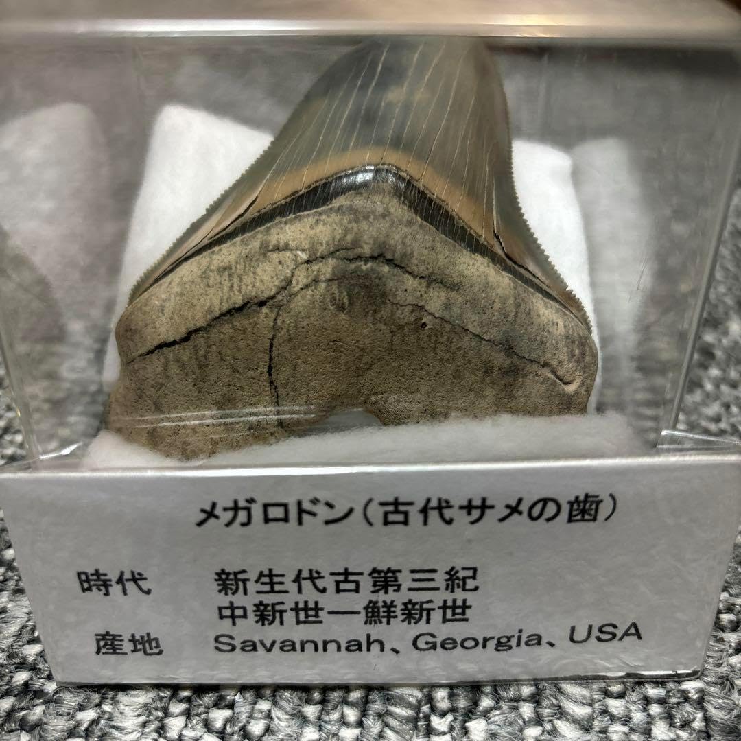 アメリカ メガロドン 歯化石 ダークグレー 極美麗 標本 メガロドン 歯