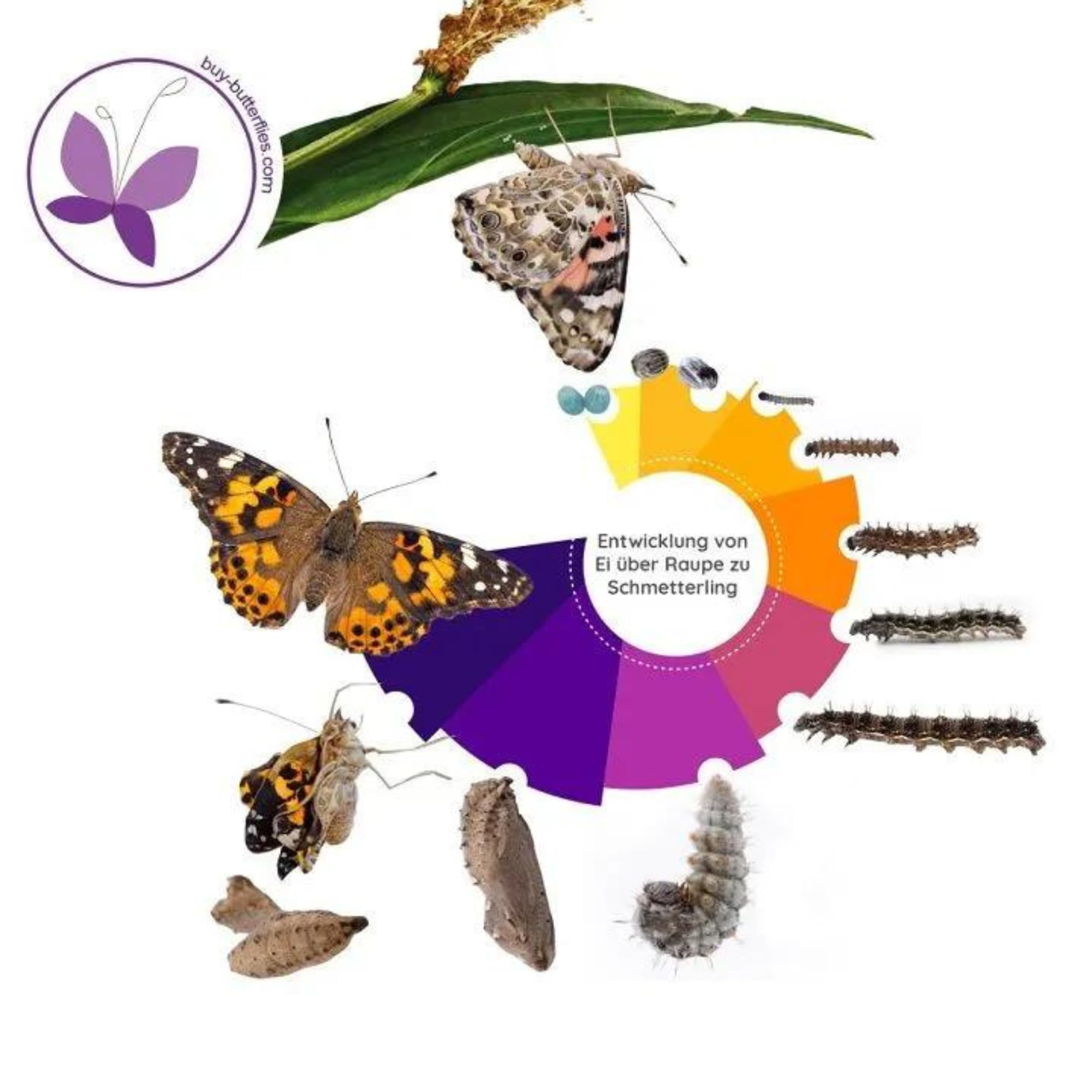 Lot de 4 cendriers chenilles (env. 7 chenilles chacun) - Complément idéal pour l'habitat des papillons - Pour faire pousser des papillons