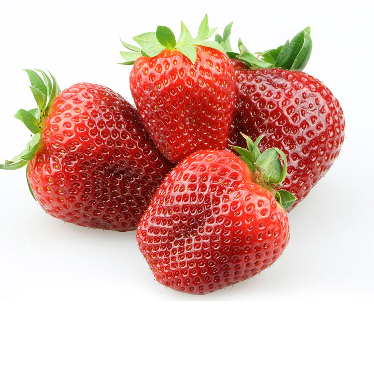 SAVINI VIVAI Piante di Fragole Unifere Medio-Precoci Elodì a Radice Nuda Mazzi da 20 Frigoconservate