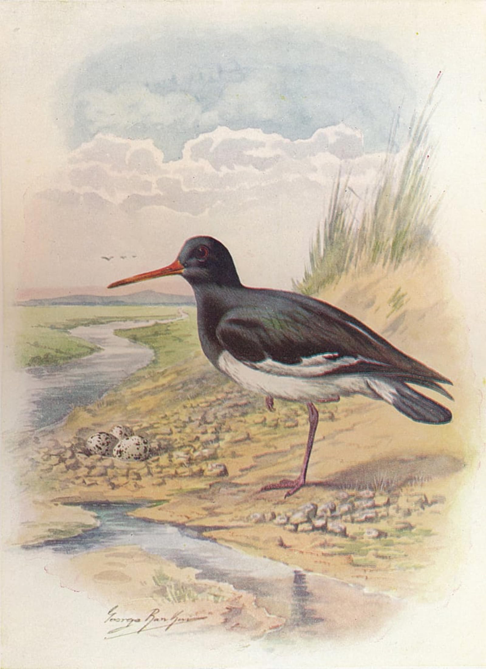 POSTERIIk Vintage Print Pop Art Landscape Artwork Oyster-catcher Haematopus Ostralegus by George Rankin Art Prints for Office Home Decor 60x90cm