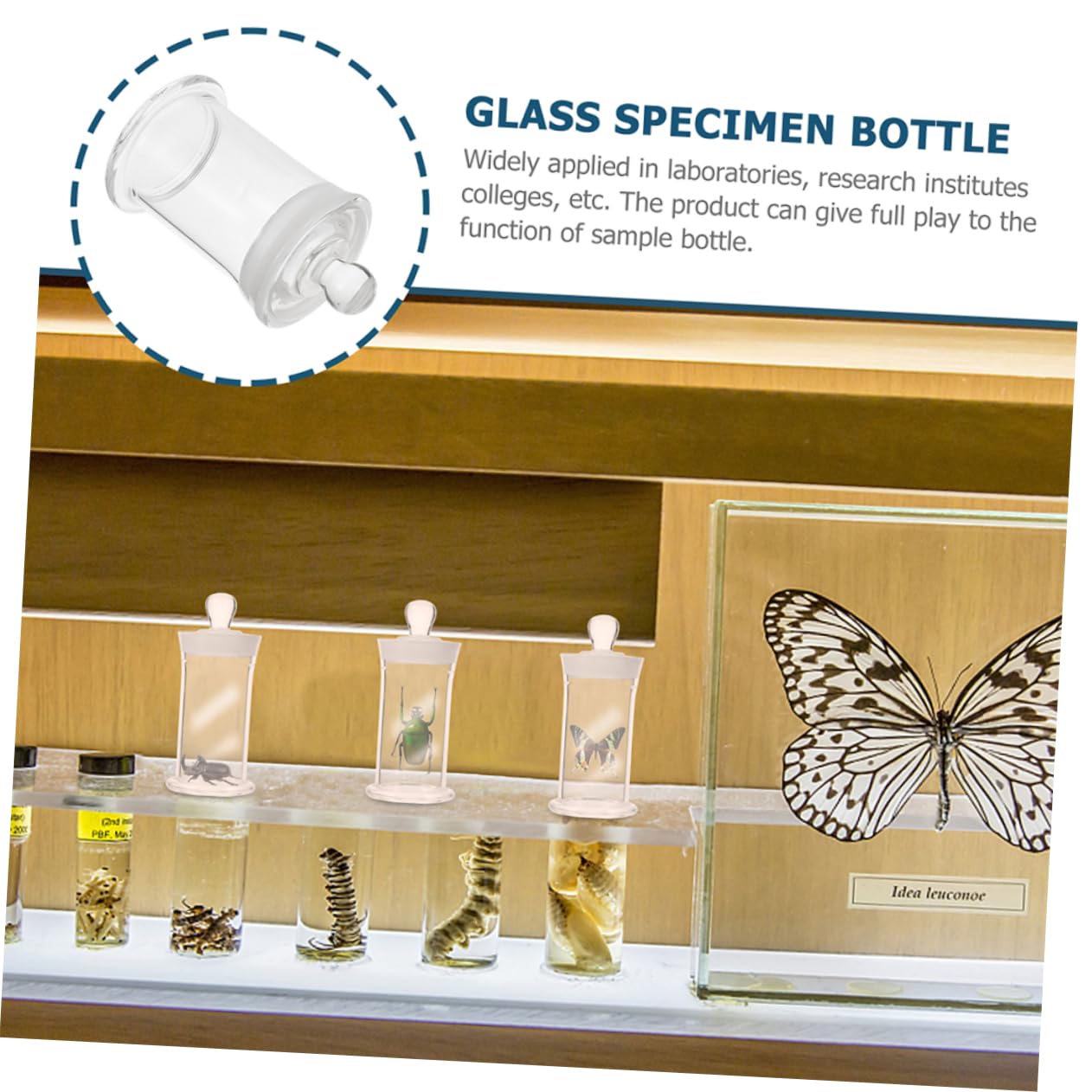 Gatuida 2stücke Hochtemperaturbeständige Borosilikatglas Flasche Für Probenlagerung Weinbrauen Ätherische Öle Laboranwendungen Mit Deckel