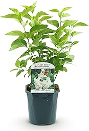 Green boutiQ - Plante de jardin - Syringa vulgaris mme Lemoine - Sering commune - Rustique - Blanc - 1 Plante - Pot 17cm - Hauteur 45cm