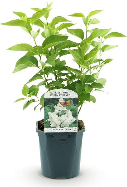 Green boutiQ - Plante de jardin - Syringa vulgaris mme Lemoine - Sering commune - Rustique - Blanc - 1 Plante - Pot 17cm - Hauteur 45cm - 1