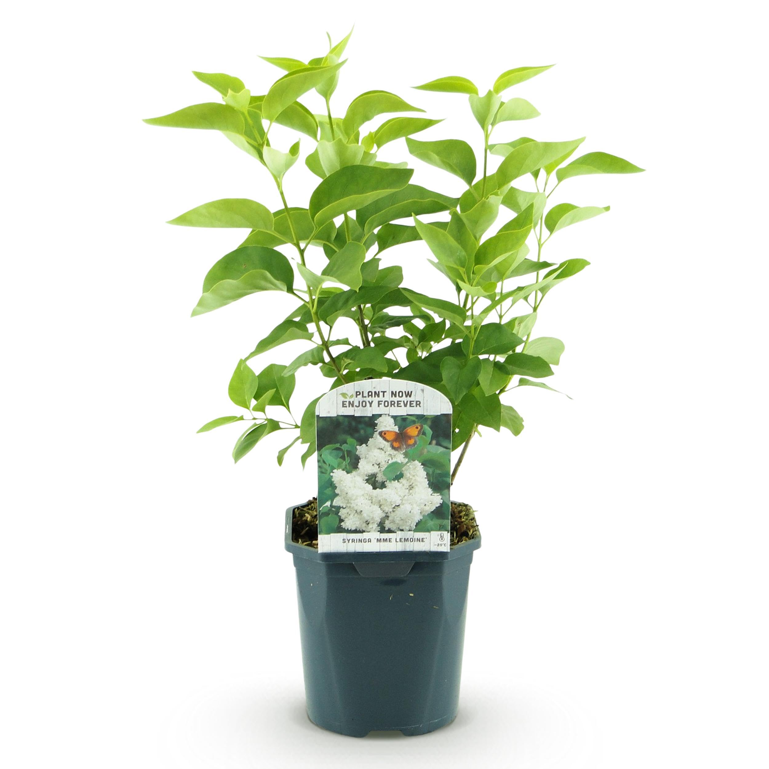 Green boutiQ - Plante de jardin - Syringa vulgaris mme Lemoine - Sering commune - Rustique - Blanc - 1 Plante - Pot 17cm - Hauteur 45cm