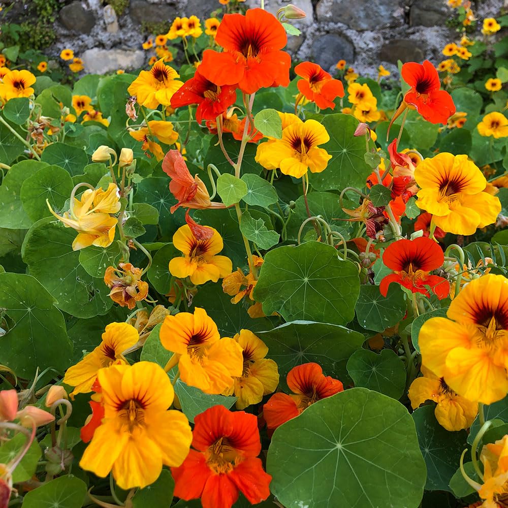 Nasturtium Tom Thumb Mix Seeds β Colourful, Easy Flowers, Will Thrive in Poor Soil β RHS Plants for Pollinators β Hardy Annual β for Your Beautiful Garden