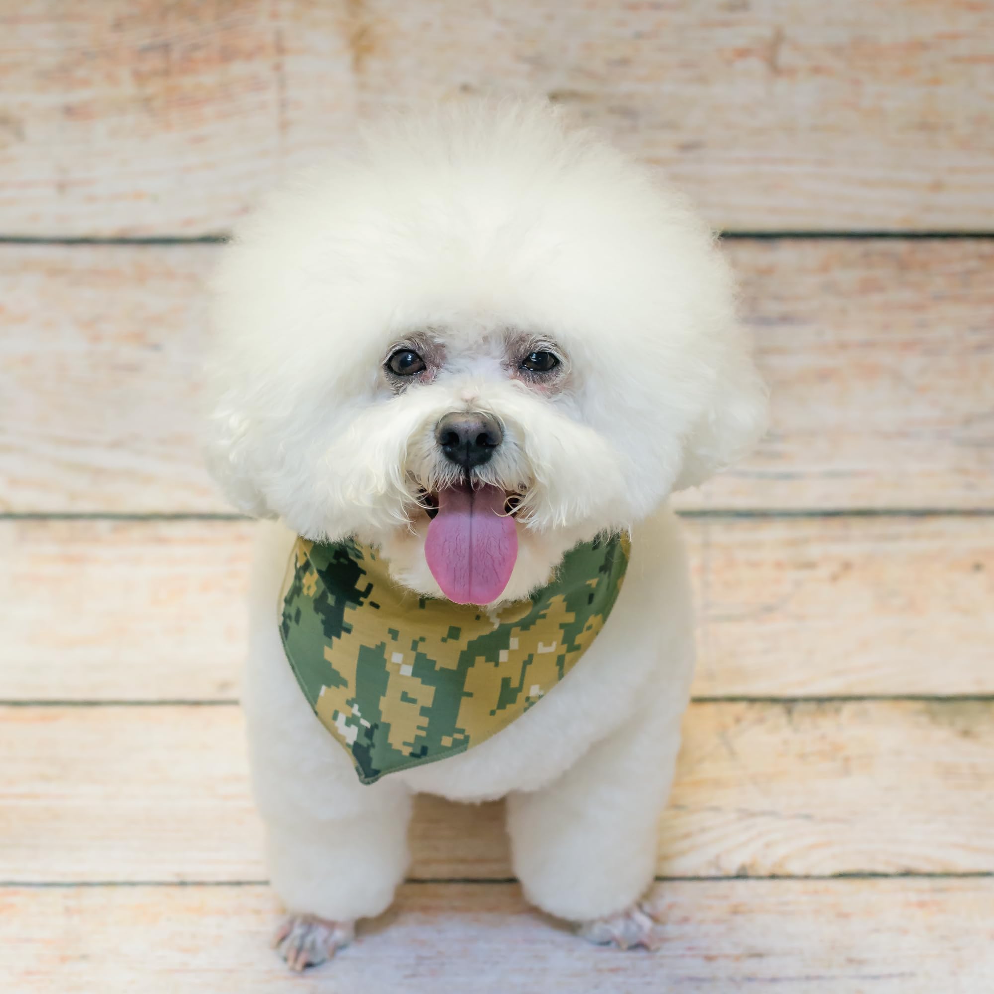 Lot de 60 bandanas de toilettage pour chien
