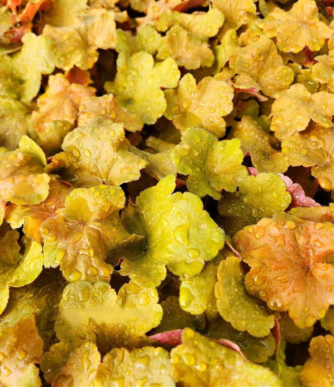 Caramel Heuchera