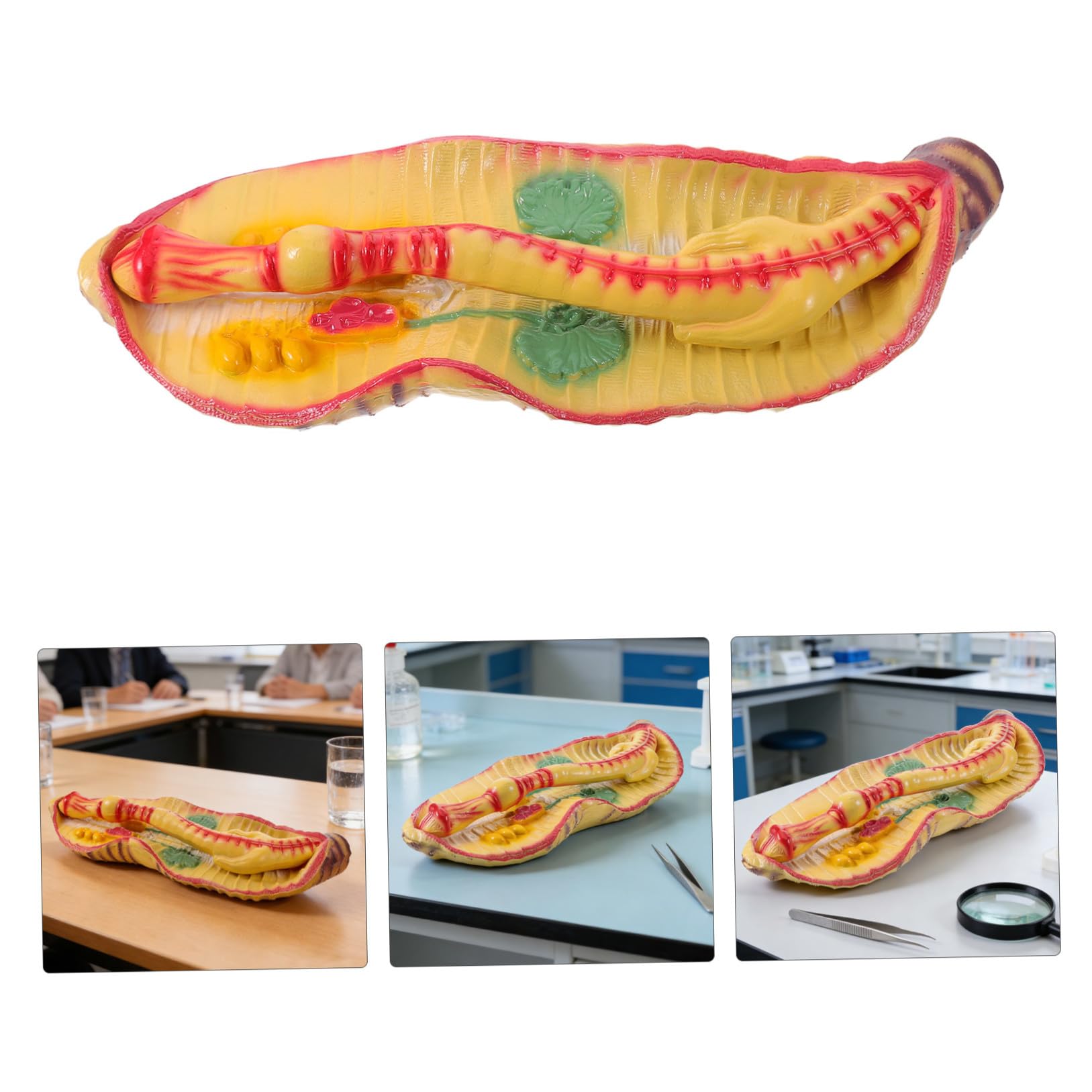 Sosoport Modello di Anatomia di Verme Ingrandito in Plastica, Design Portatile e Realistico per Laboratorio di Biologia Scolastica e Kit Educativi Scientifici