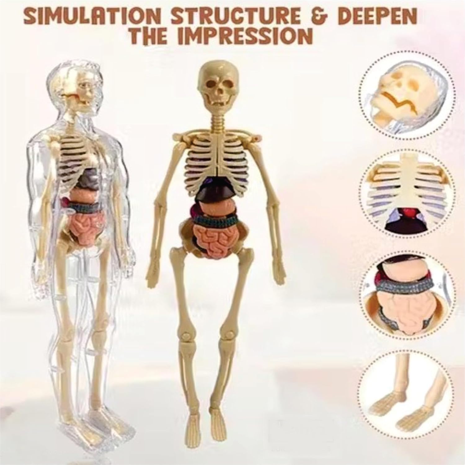 Braintastic Human Body 3D Model Kit for Kids | 29 Pieces Transparent Anatomy Kit with Dynamic Body Parts, Organs & Skeleton Bones | Educational STEM Science Toy for Kids 5-12 Years 3