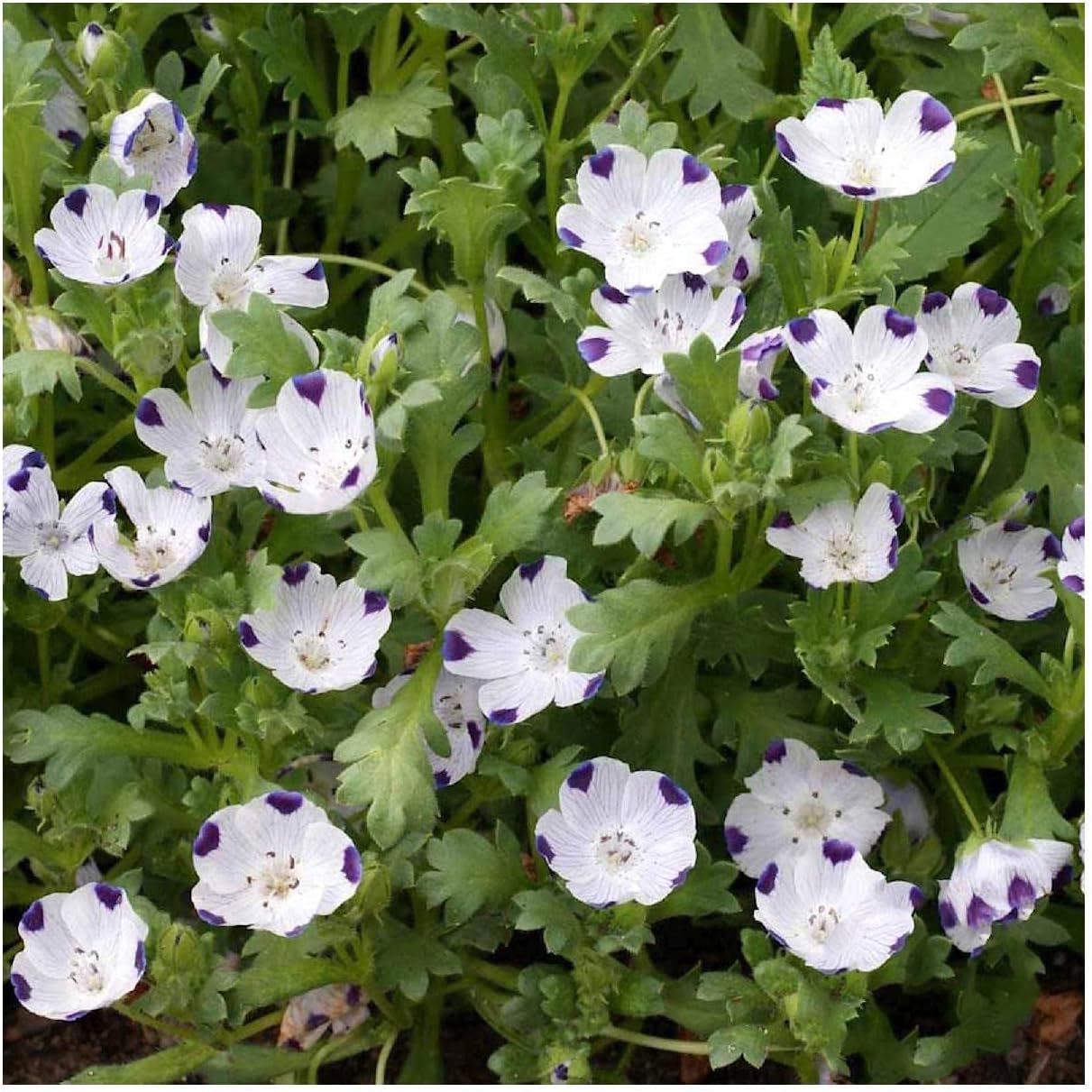 Everwilde Farms - 1 Lb Five Spot Native Wildflower Seeds - Gold Vault