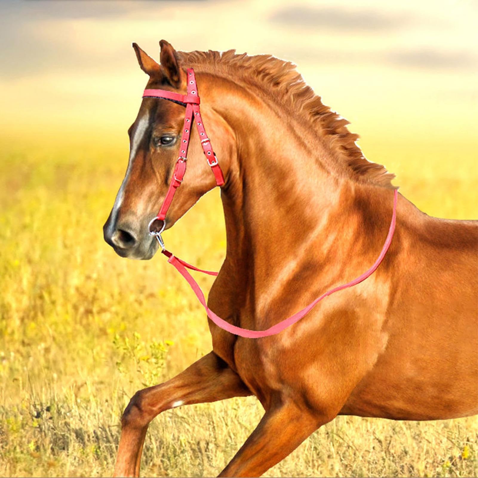 Generisch Zähne für, Kopfstall, Browband Kopfstall für, Einstellbarer bandband für Wanderfahrten, Reitspuren Reitreiten