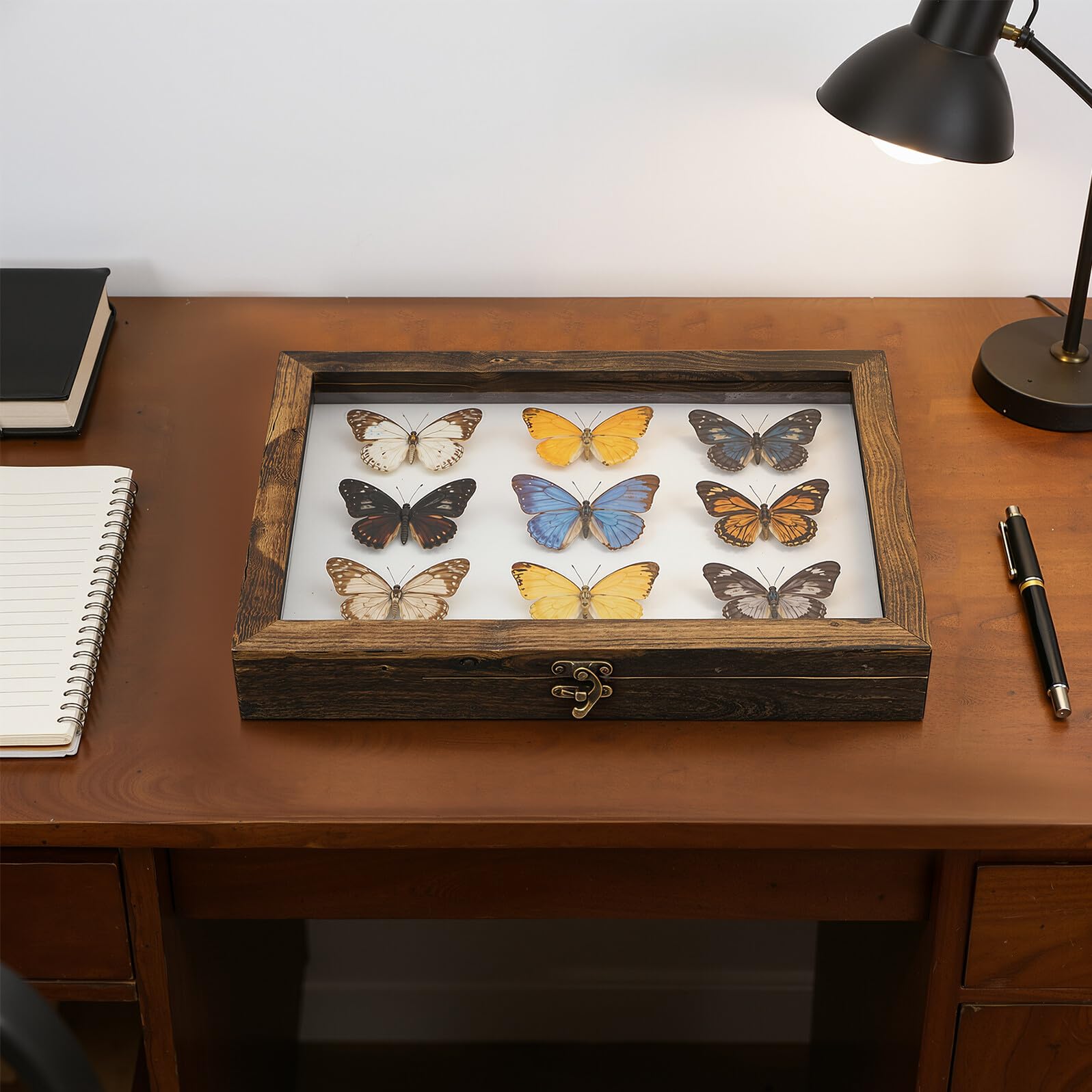 Caja de Muestras de Insectos con Tapa Transparente y Protección contra Polvo, Marco de Madera Acrílica para Exhibición y Colección de Especímenes Pequeños Estilo
