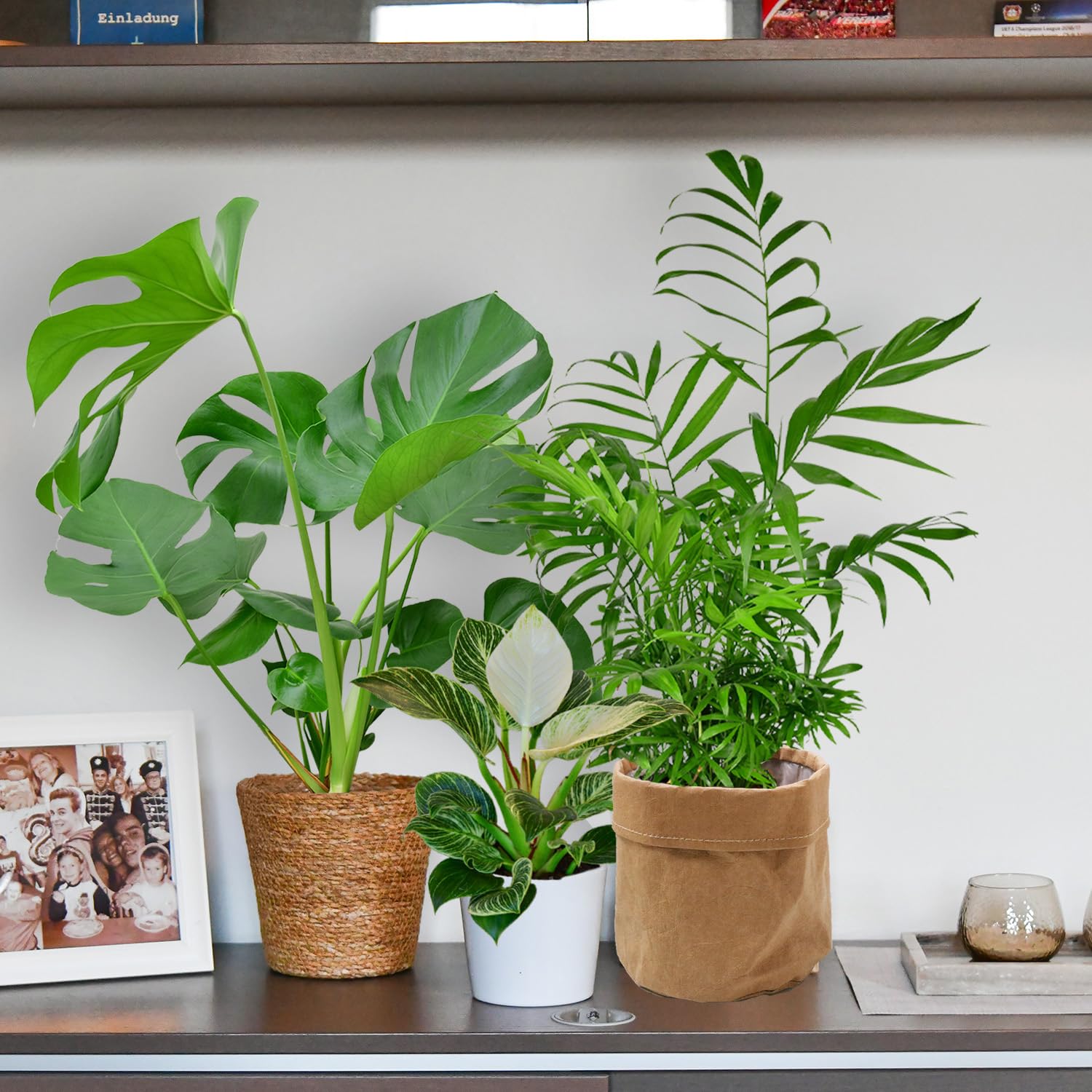 4er Zimmerpflanzen Set mit Übertöpfen – Bergpalme, Monstera, Philodendron Birkin, Glücksfeder – pflegeleicht, luftreinigend – Höhe 20–70 cm, Töpfe 10,5–17 cm – frisch aus der Gärtnerei