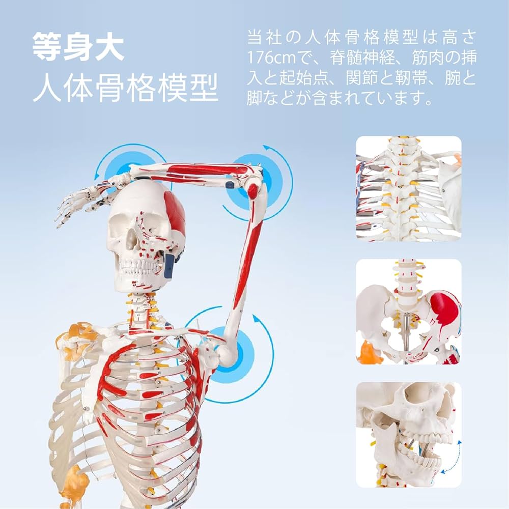 人体模型　等身大　骨模型 Amazon.co.jp: 等身大 人体模型 全身骨格模型 等身大 骨格模型