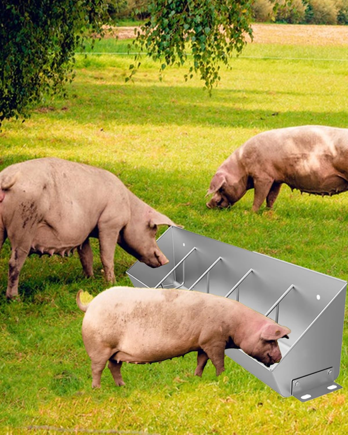 Mangiatoia zincata per bestiame – Mangiatoia per maiali e abbeveratoio per 5-10 suini, pecore, cavalli, alpaca – Farm Feng Solut con 5 scomparti per carte