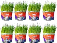 Kit Graminha Petisco Para Gatos - Graminha Digestiva 100% Natural - Mister Grama (8 unidades)