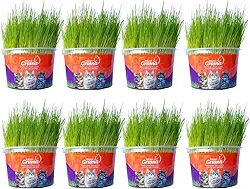 Kit Graminha Petisco Para Gatos - Graminha Digestiva 100% Natural - Mister Grama (8 unidades)