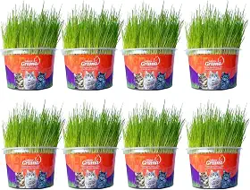 Kit Graminha Petisco Para Gatos - Graminha Digestiva 100% Natural - Mister Grama (8 unidades)