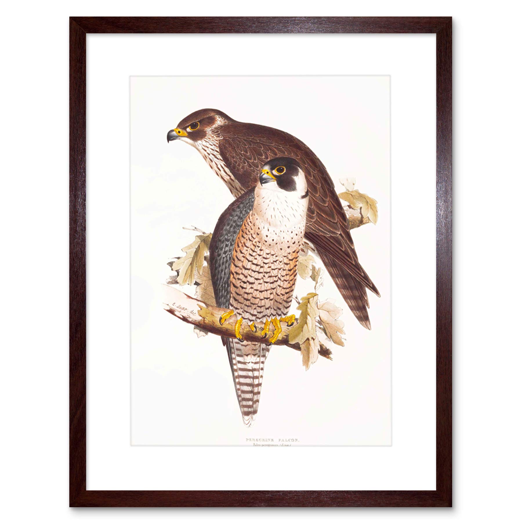 Wee Blue Coo Painting Birds Gould Lear Peregrine Falcon Pair Framed Wall Art Print