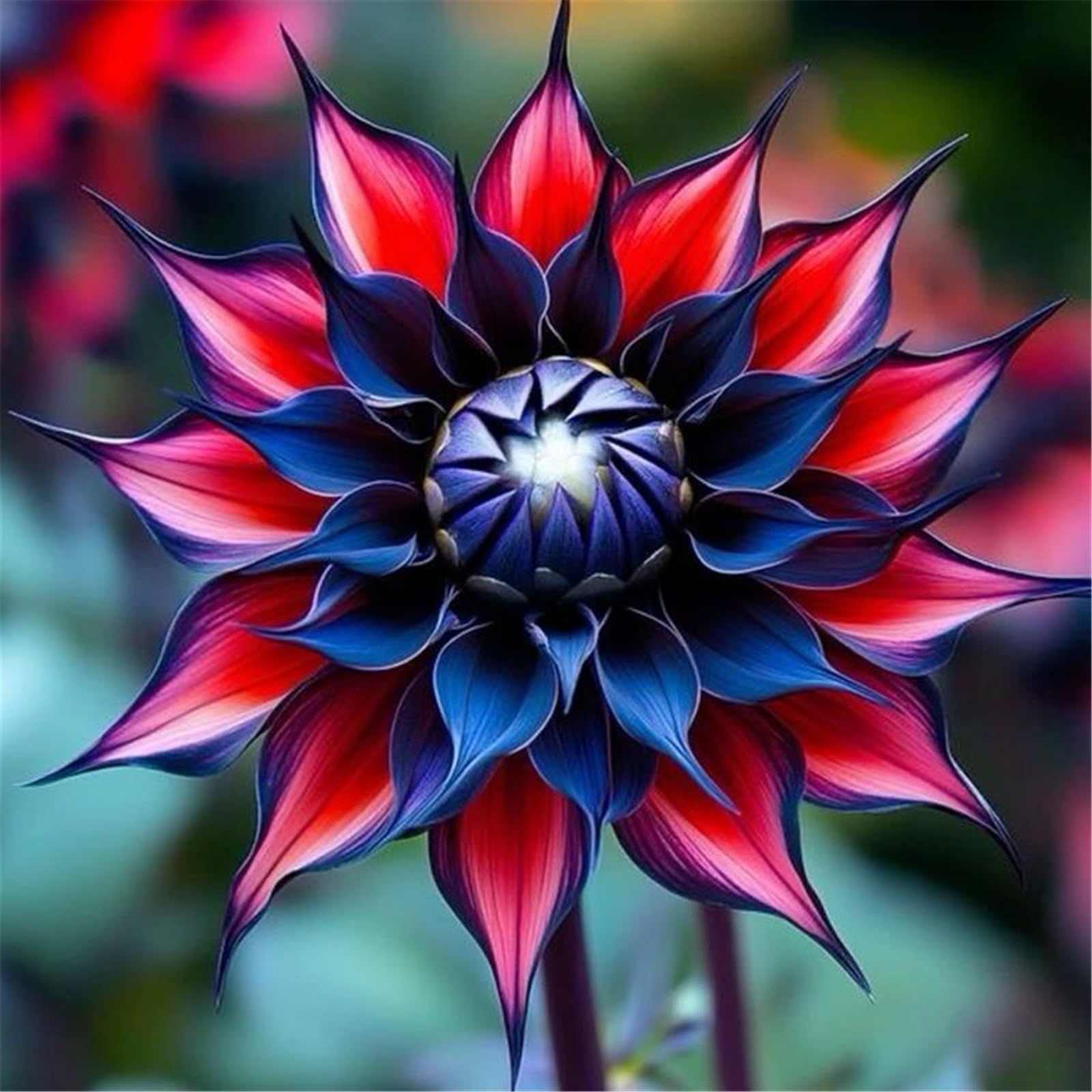 Greening Flower, Natural Organic, Dahlia Bulbs, for Containers, Rare Plants, Easy Plant, Strong Plant, Now UK, Excellent Display, 2bulbs-J