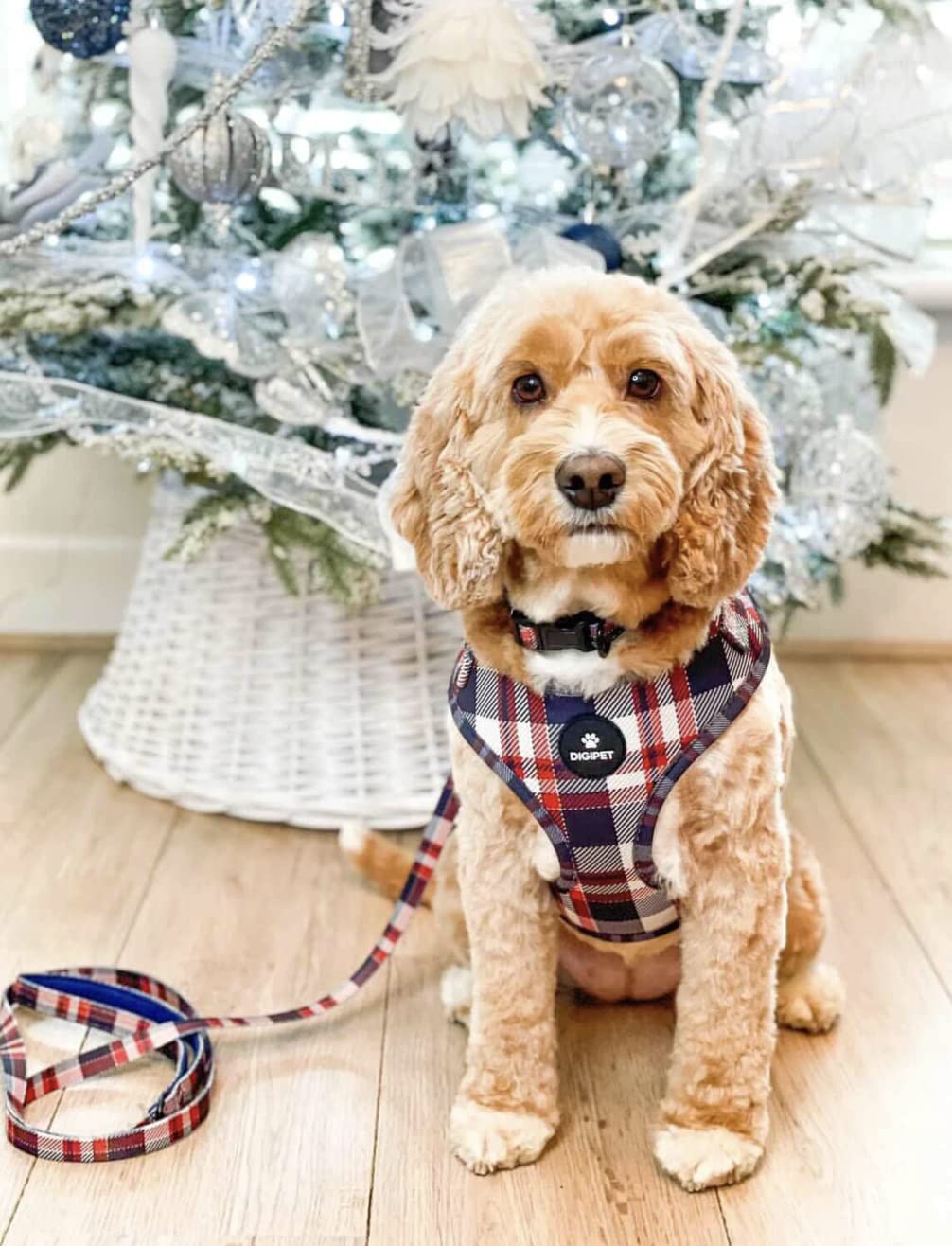 Dog Harness, Collar and Lead Set - Blue, Red and White Check Tartan (Medium)