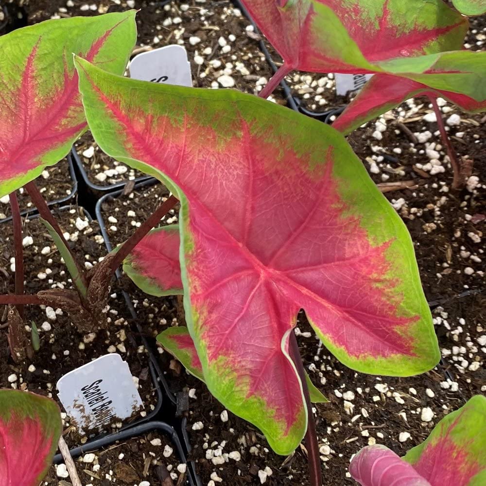Live Green Imported Bulbs Caladium Bulb Scarlet Beauty - Pack of 6 Bulbs (B09RHKJ7PG) Amazon Price History, Amazon Price Tracker