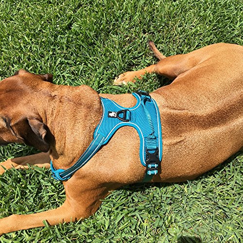 Chai's Choice - Premium Outdoor Adventure Dog Harness - 3M Reflective Vest With Two Leash Clips, Matching Leash And Collar Available (Teal Blue Small) #TOP4