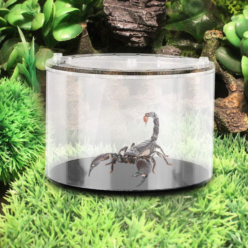 GOTOTOP Akrylowy pojemnik na gady terrarium z pęską do depilacji i pędzelkiem do ślimaków z owadami