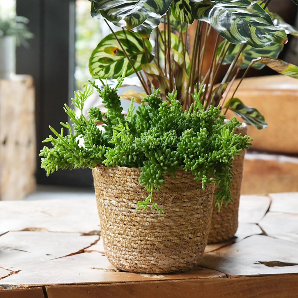 3er Blumentopf Set | 2X Keramikübertopf Weiß (13 cm), 1x Seegraskorb Natur (14 cm) | hängende Blumenkübel für Pflanzen und Kräuter | Boho Deko