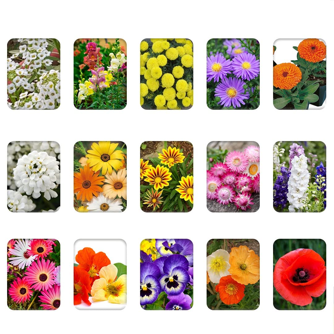 See full amazon price history chart for Kraft Seeds by 10CLUB Fresh Garden Flower Seeds (15 Packets, Mix Approx 1000 Seeds) Flowering Seeds for Home Gardening |All Season Flower Seeds for Indoor and Outdoor Kraft Seeds by 10CLUB Fresh Garden Flower Seeds (15 Packets, Mix Approx 1000 Seeds) Flowering Seeds for Home Gardening |All Season Flower Seeds for Indoor and Outdoor (B07P35S3ND) Amazon Price History, Amazon Price Tracker