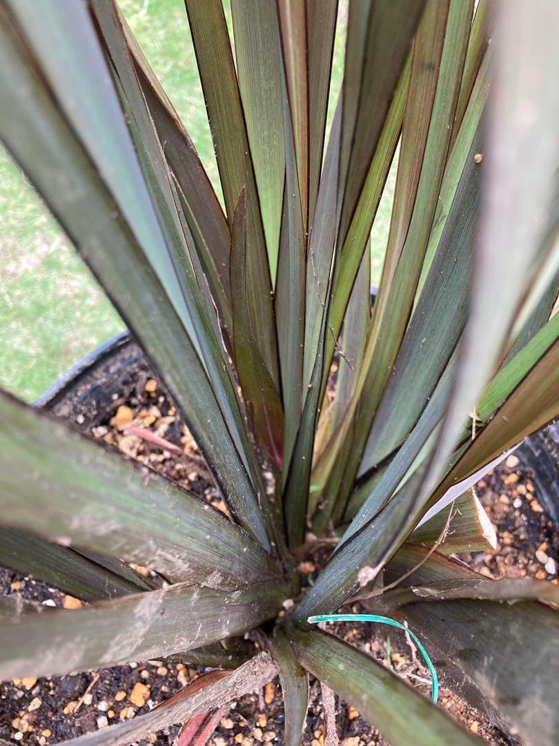 極耐寒性ダシリリオン大株テキサナム◇南国ドライガーデン島アガベ ユッカ　ヤシ多肉 極耐寒性ダシリリオン大株テキサナム◇南国ドライガーデン島