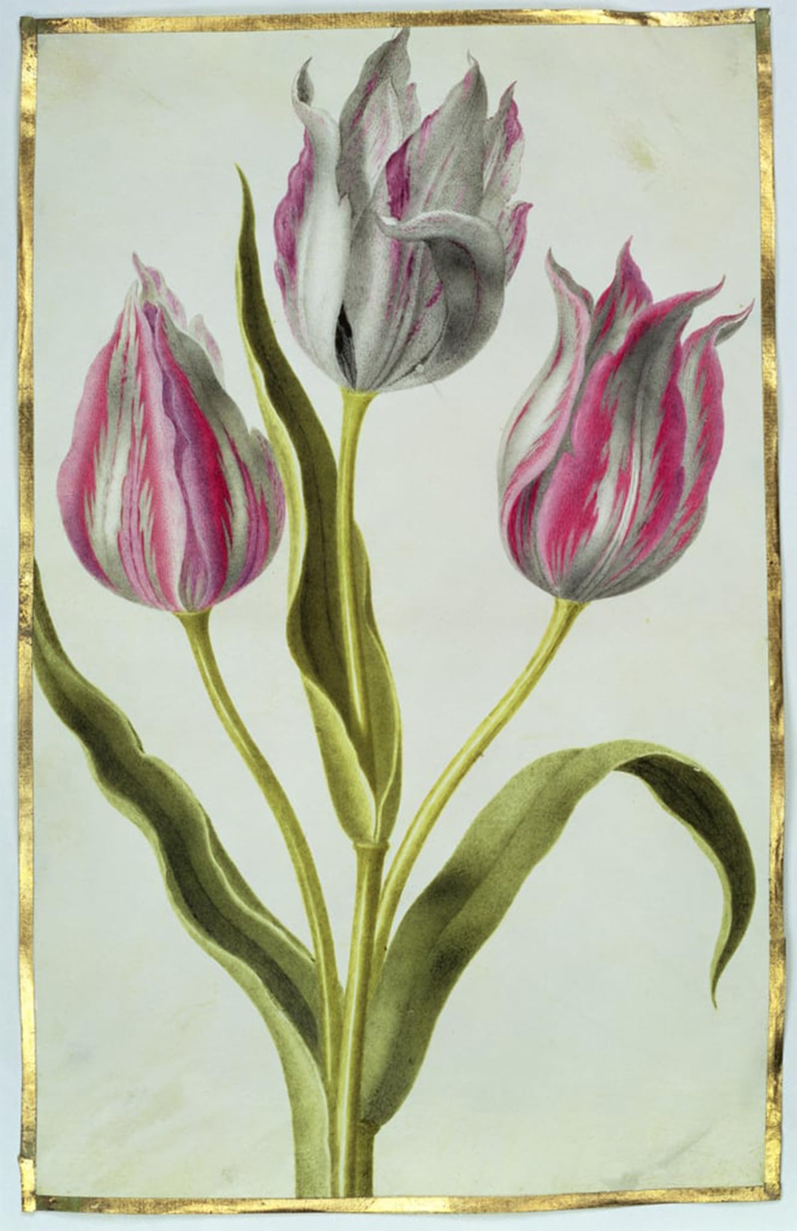 ARTXLXXBN Famous Painting Canvas Artwork Graffiti Print Tulips by Nicolas Robert Portrait Canvas Image for Home Decor 60x90cm