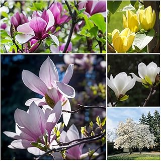 80 pcs Magnolia Tree Seeds - Flower Seed Gifts Plant,Magnolia Denudata, Indoor Plant Plant bee Meadow Seed bee Meadow Sustainable Gifts Climbing Plants Wildflower Seeds of Potted