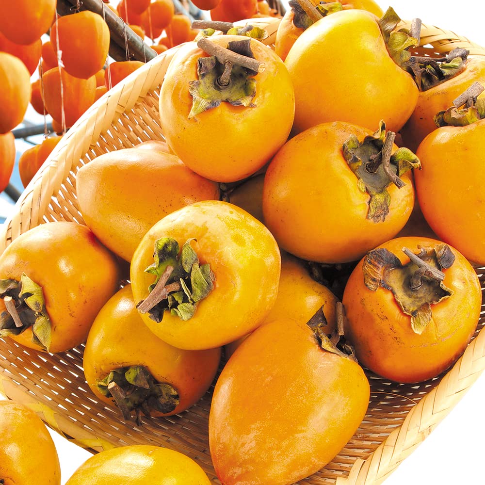 Amazon.co.jp: かき 10kg 愛宕柿【干柿用渋柿】 ご家庭用 徳島・愛媛産